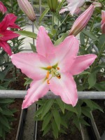 [1786 Gracia No01.JPG]